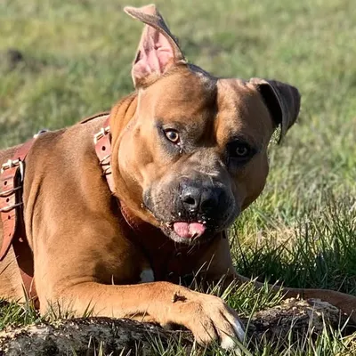 FAMEDOGZ profile
