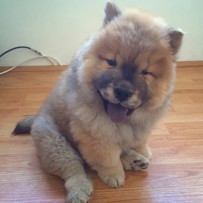 ChapoTheChow profile