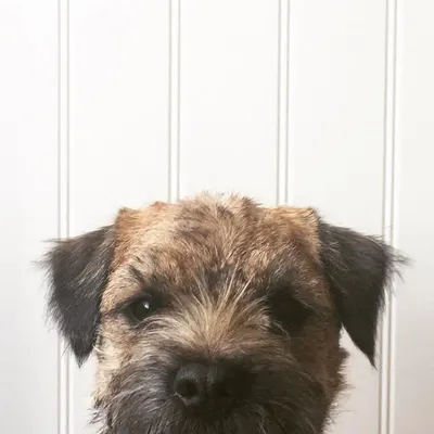 Chappy profile