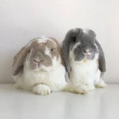 charlie🐰 + ella🐮 profile
