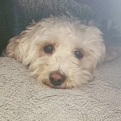 Charlie Bear profile