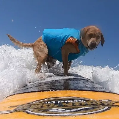 Charlie Surfs Up Labrador profile