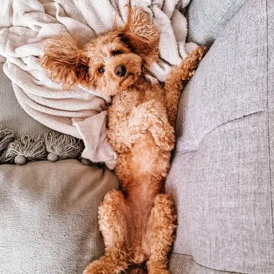 Miss Charlie ๐ Cavoodle profile