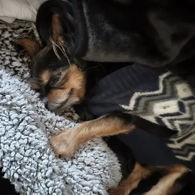 Charlie (Rugrat) profile