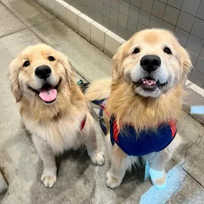 Chase n Chester | Golden Retriever Dad & Son profile