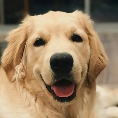 Paxton the Golden profile