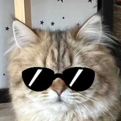 Le Chat Touillette profile