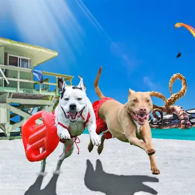 Chch Bull Breed Rescue (NZ) profile