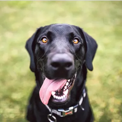 CheesmanBark | Dogs of Denver profile