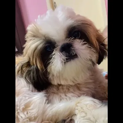 Cheesy Chiku profile