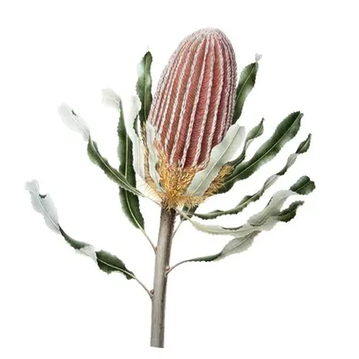 Cheryl Hodges | Nature Artist & Teacher profile