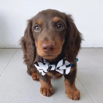 Chester the Dachshund ๐พ profile