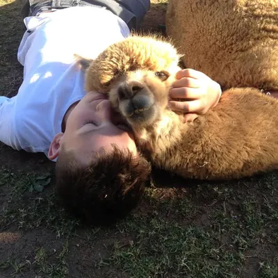 Chewy The Alpaca profile