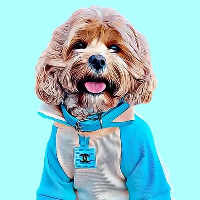 ๐ถ Chewie (Chewbacca) |Toy Cavoodle profile