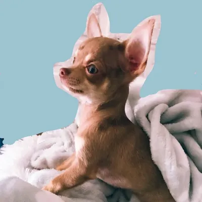CHIHUAHUAS from the world ๐ถ๐ profile