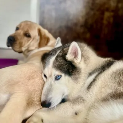 CHICKOO ND MAX profile