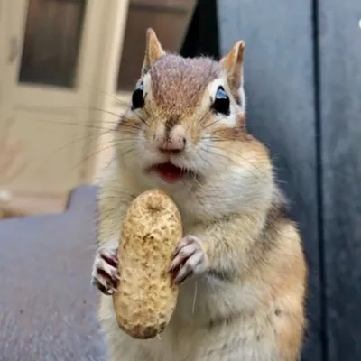 Chico The Chipmunk profile