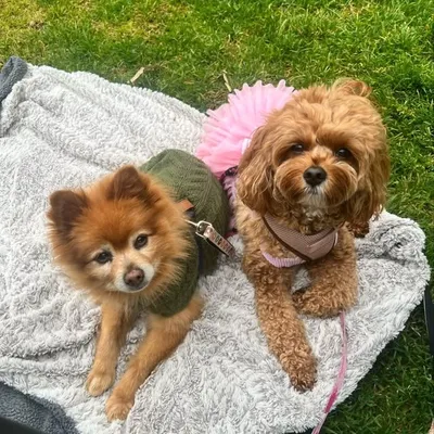 Chidda & Coco Berry Leav profile