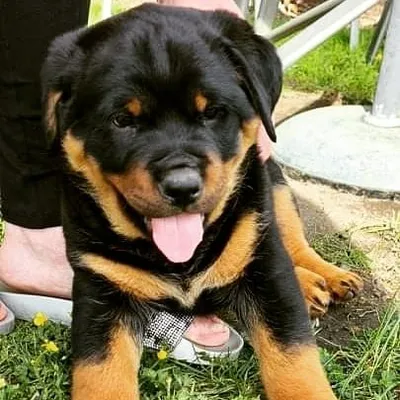 Chief the rottie pup profile