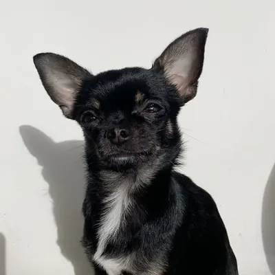 Zoe the Chihuahua Girl profile