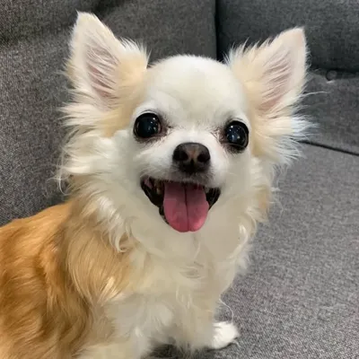Betty the Chihuahua ๐ป (UK) profile