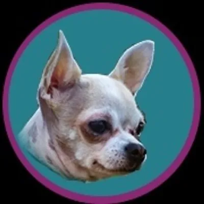 chihuahua profile