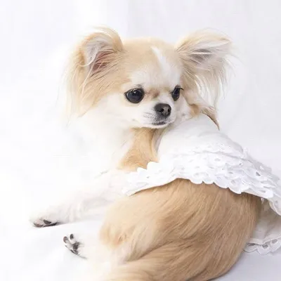 Chihuahua Smile profile