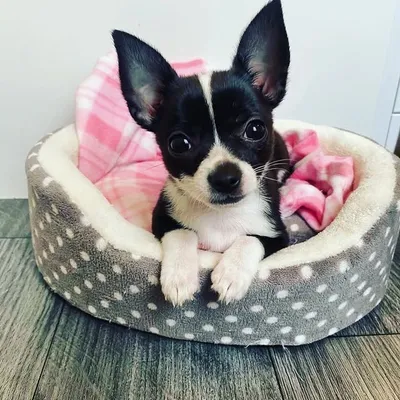 Chihuahua_the_best profile