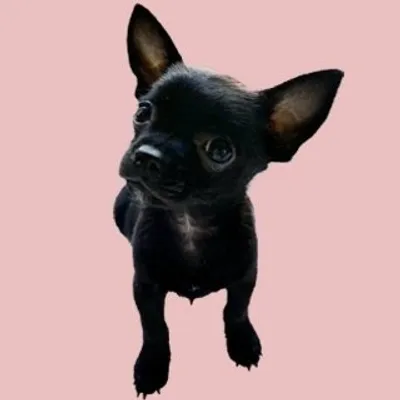 Mia The Chihuahua 🖤〽️ profile