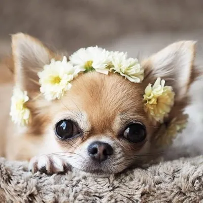 Chihuahua Fanatics profile