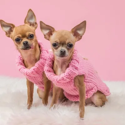 Chihuahua Heaven profile