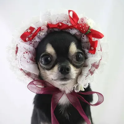 Chihuahua profile