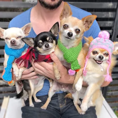 Chihuahualovin profile
