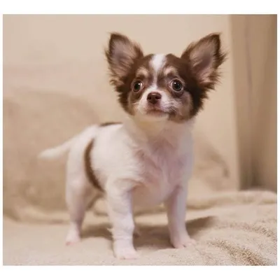 Chihuahua profile