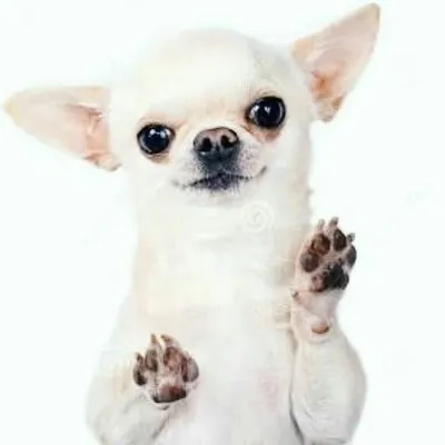 chihuahua and cat lovers ๐ profile