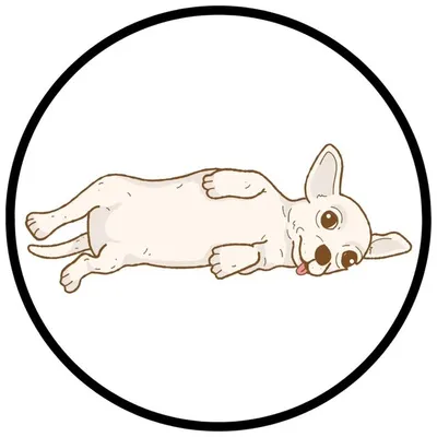 Chihuahuas Rock The World profile