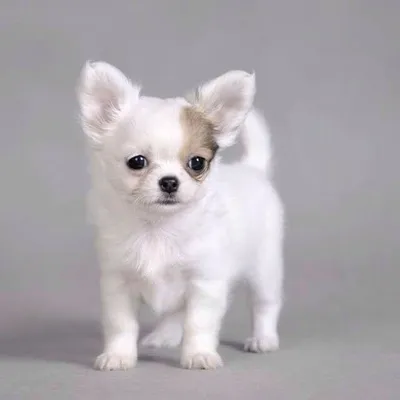 Chihuahua profile