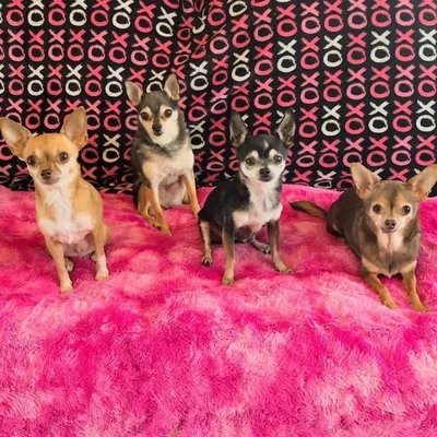 Spencer🌈😇Ellie🌈😇Georgia💛Gia🌈😇Lulu💚Emmie🩷Vinny🩵 profile