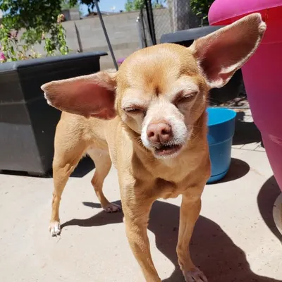 Chili C.C. Chihuahua🌶 & The ZZ Tops 🤍🖤 profile