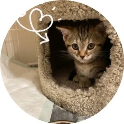 ちまき🐾ニャルソック profile