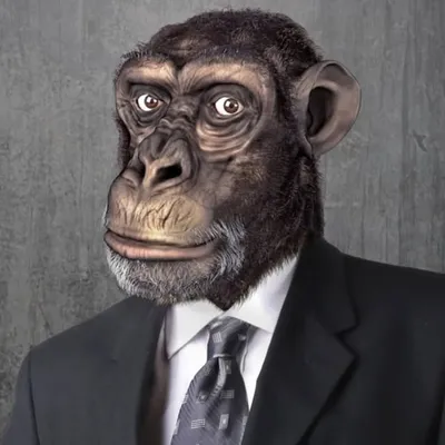 chimp maxing profile