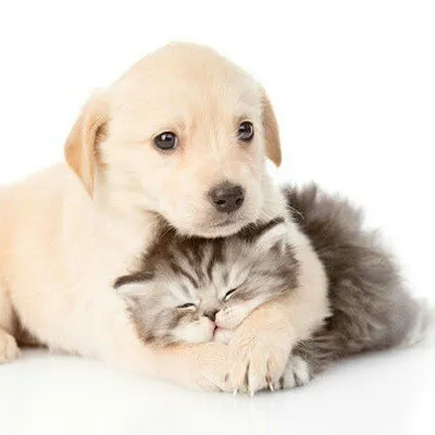 Chiots & Chatons profile