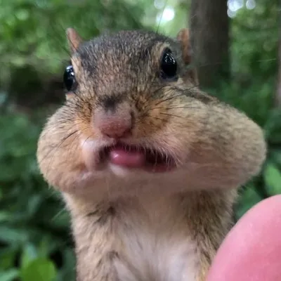 Chipmunks of TikTok profile