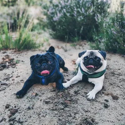 Chiva & Walter profile