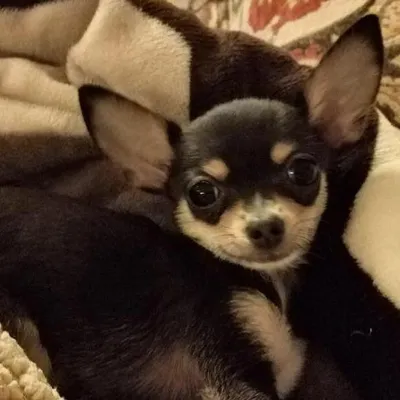 Chiwaweenie profile