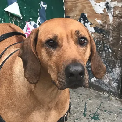 Chloé the ridgeback profile