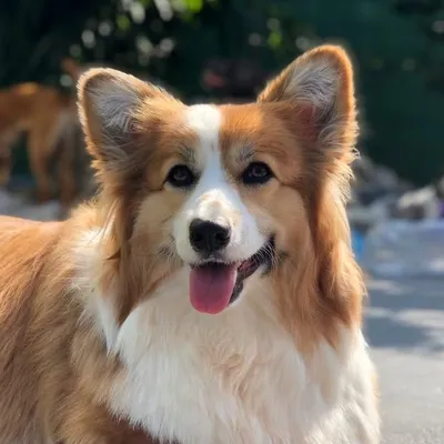 Cho profile