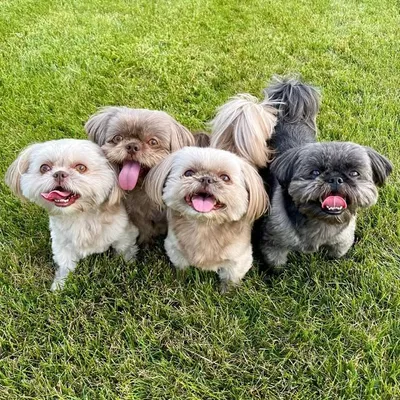 The Furtastic Four profile