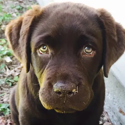 Maggie, The Chocolate Lab profile