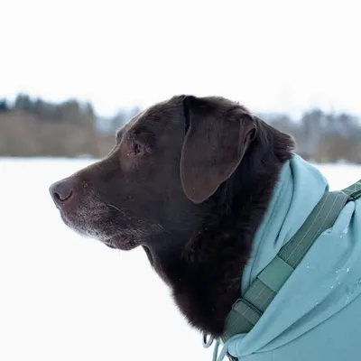 Simba profile